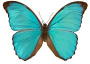 Morpho menelaus